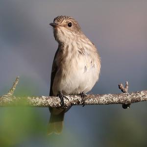 Spotted Flycatcher