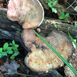 Black-footed Polypore