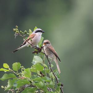 Red-backed Shrike