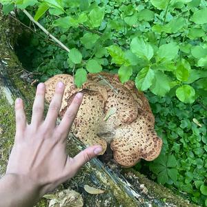 Dryad`s Saddle