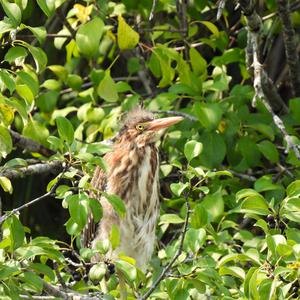 Green Heron