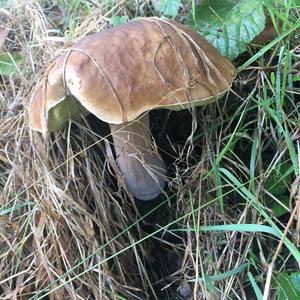 Summer Bolete