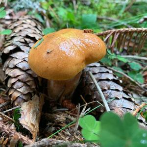 Larch Suillus