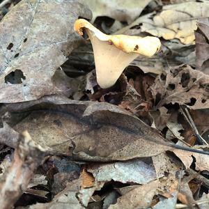 Chanterelle, Common