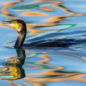 Great Cormorant