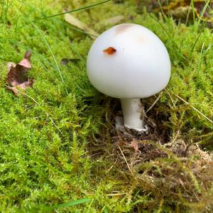 Death Cap