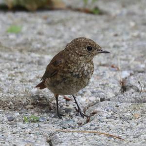 Common Redstart