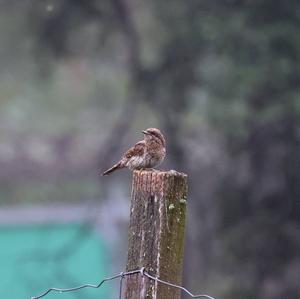 Eurasian Wryneck