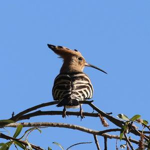 Eurasian Hoopoe