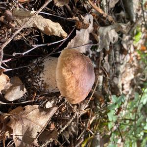 Summer Bolete