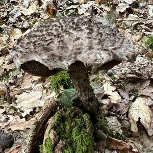 Old Man of the Woods