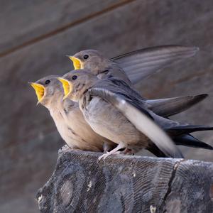 Eurasian Crag-martin