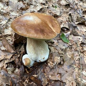 King Bolete