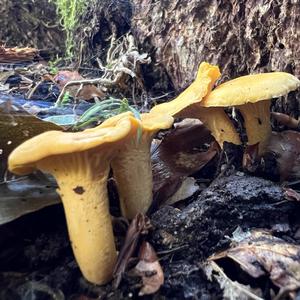 Chanterelle, Common