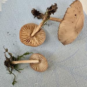 Psathyrella, Common