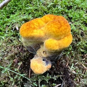 Pine Dye Polypore