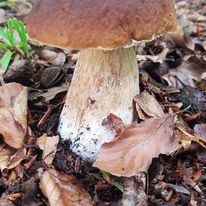 King Bolete