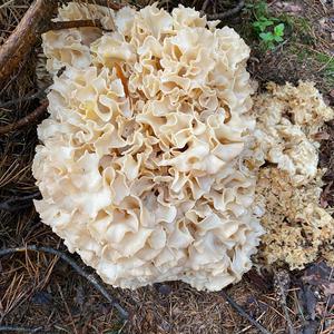 Eastern Cauliflower Mushroom