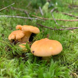 Chanterelle, Common