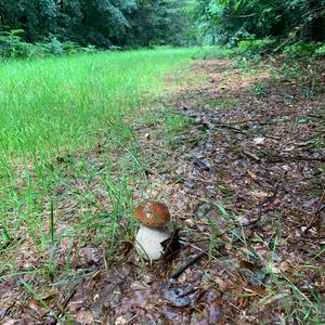 King Bolete