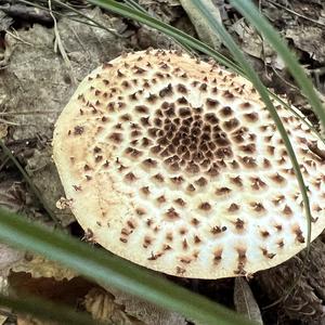 Sharp-scaled Lepiota