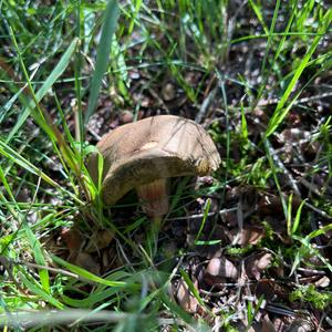 Red-cracked Bolete