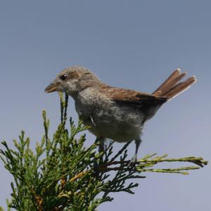 Red-backed Shrike