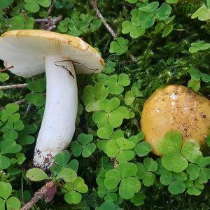 Yellow-ochre Russula