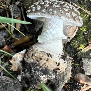 Stout-stalked Amanita