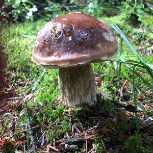 King Bolete