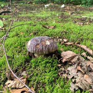 King Bolete