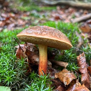 Red-cracked Bolete