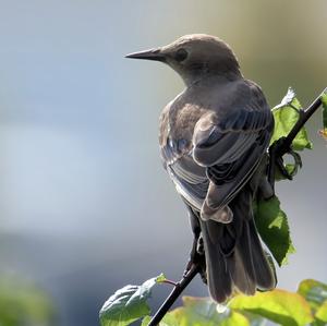 Common Starling