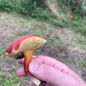 Red-cracked Bolete