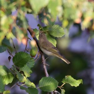 Bonelli's Warbler