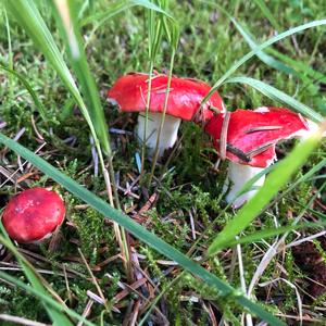 Emetic Russula