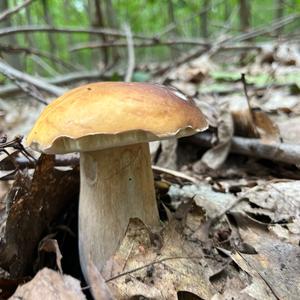 Summer Bolete