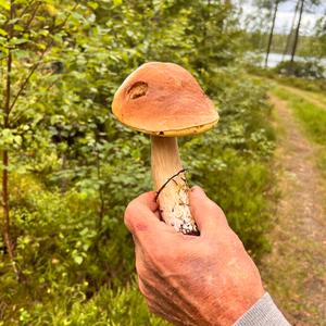 Sommer-Steinpilz