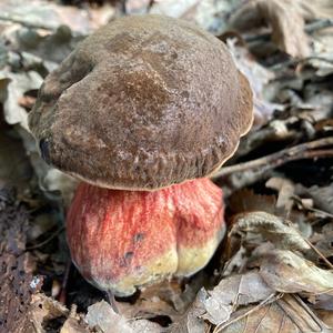 Dotted-stem Bolete