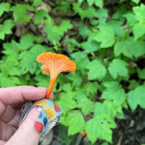 Chanterelle, Common