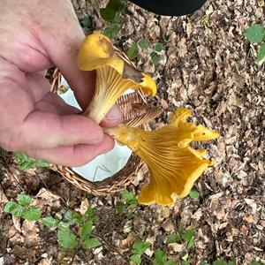 Chanterelle, Common