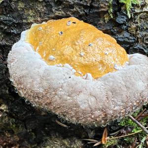 Red-belted Polypore