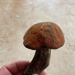 Lurid Bolete