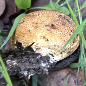 Pigskin Poison Puffball