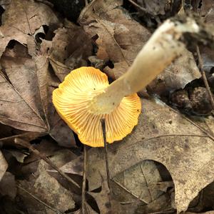 Chanterelle, Common