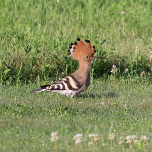 Eurasian Hoopoe