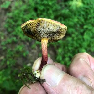 Red-cracked Bolete