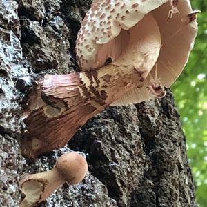 Parasol Mushroom