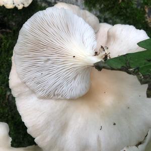 Oyster Mushroom