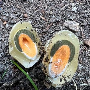 Dog Stinkhorn